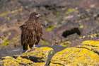 Falkland Islands, Saunders Island. Close-up of straited caracara with leg band. Art Print